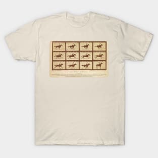 Eadweard Muybridge's The Horse in Motion T-Shirt